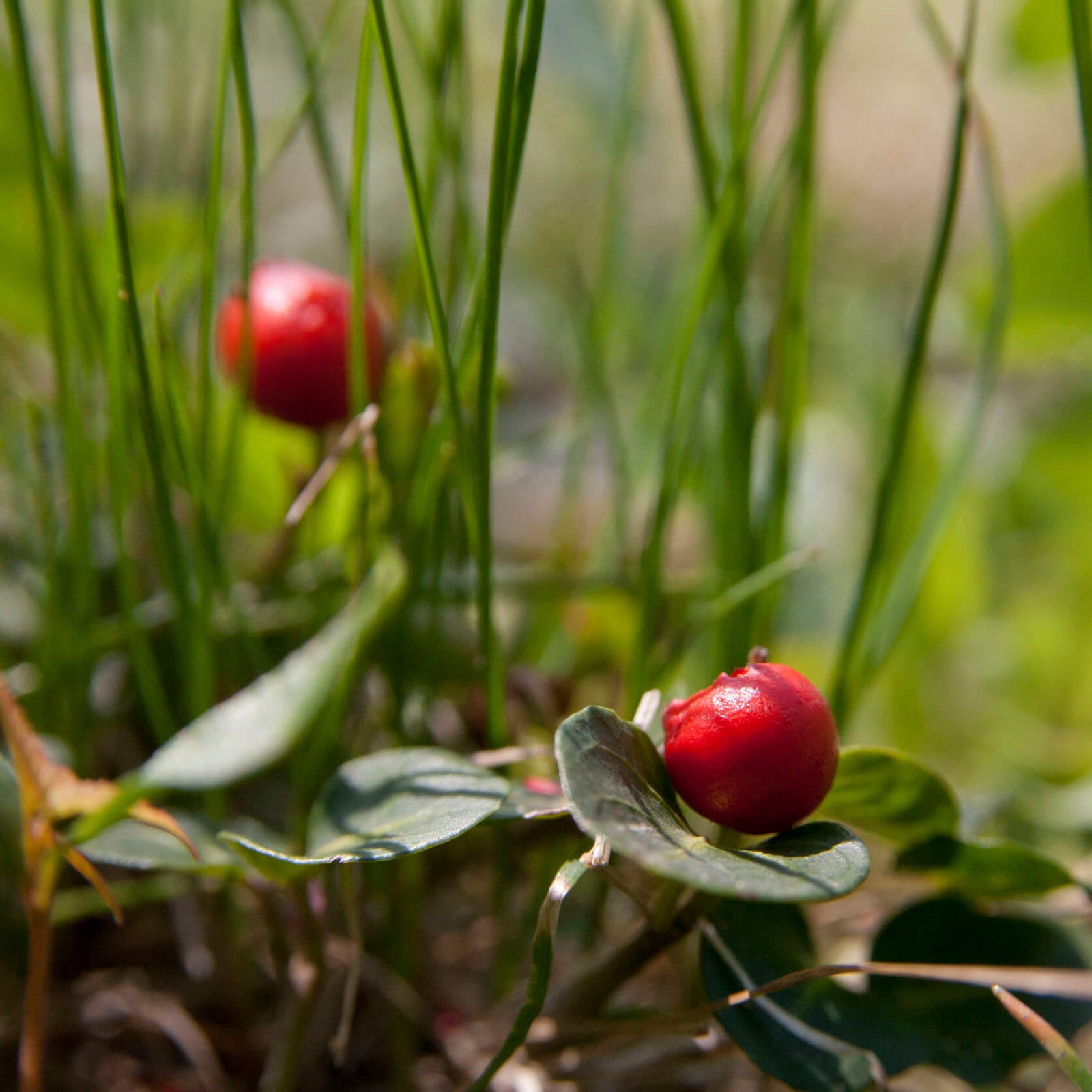 Wintergreen Oil - Gaultheria Procumbens - Battle Balm Ingredient