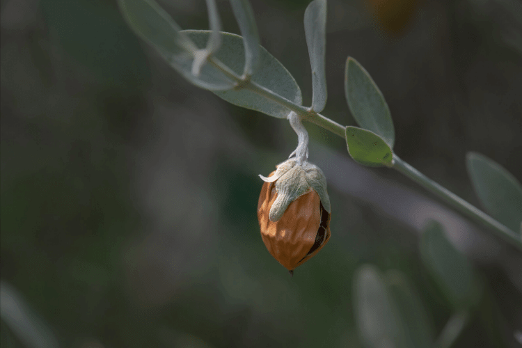Your Skin Health:  Jojoba Oil vs. Paraffin Petrolatum