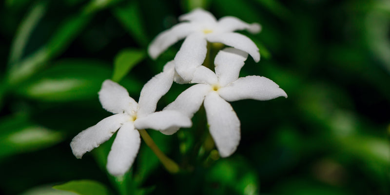 Conolidine from Crepe Jasmine may be the safe, natural, & side-effect free opioid alternative the world needs.